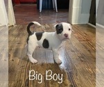Small Photo #3 American Bully Puppy For Sale in LA VERNIA, TX, USA