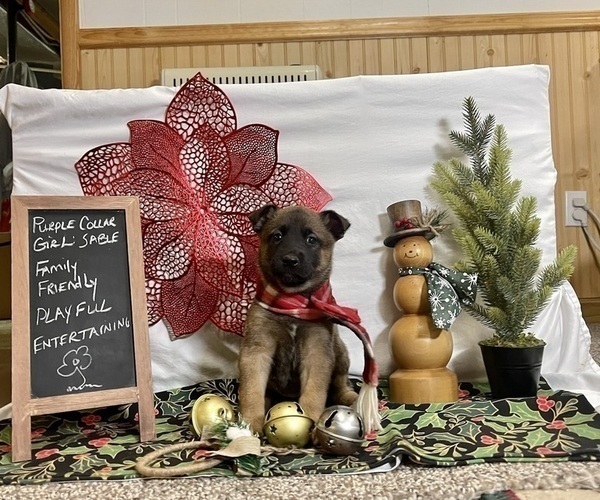 Medium Photo #2 Belgian Malinois Puppy For Sale in LOST CREEK, WV, USA