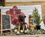 Small Photo #2 Belgian Malinois Puppy For Sale in LOST CREEK, WV, USA