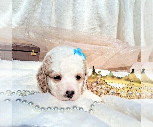 Medium Photo #86 Goldendoodle (Miniature) Puppy For Sale in GASTONIA, NC, USA