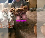 Image preview for Ad Listing. Nickname: Rileys puppies
