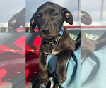 Small #16 American Pit Bull Terrier Mix