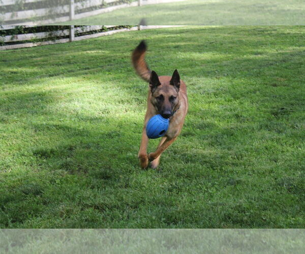 Medium Photo #1 Mutt Puppy For Sale in Stevens Point, WI, USA