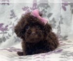 Small Photo #4 Cavapoo Puppy For Sale in LAKELAND, FL, USA