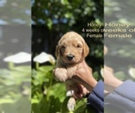 Small Photo #6 Goldendoodle Puppy For Sale in PITTSBURG, CA, USA