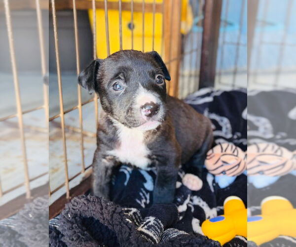 Medium Photo #4 Aussie Pyrenees Puppy For Sale in Claremore, OK, USA