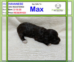 Havanese Puppy for sale in ALBION, IN, USA