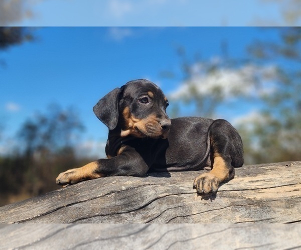Medium Photo #5 Catahoula Leopard Dog Puppy For Sale in CUMBY, TX, USA