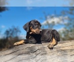 Small #4 Catahoula Leopard Dog