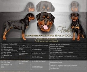 Rottweiler Puppy for sale in POLO, MO, USA
