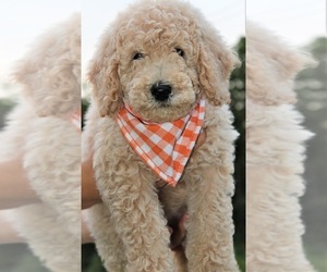 Goldendoodle Puppy for Sale in TIMBERLAKE, North Carolina USA