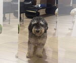 Small #2 Miniature Schnauzer-Wheaten Terrier Mix