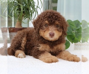 Bernedoodle Puppy for sale in LANCASTER, PA, USA