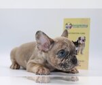 Small Photo #3 French Bulldog Puppy For Sale in BEAUX ARTS, WA, USA