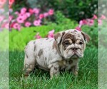 Caramel - Female English Bulldog Puppy for Sale - Photo #3