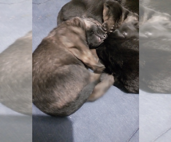 Medium Photo #4 German Shepherd Dog Puppy For Sale in MOUNTAIN LAKE, MN, USA