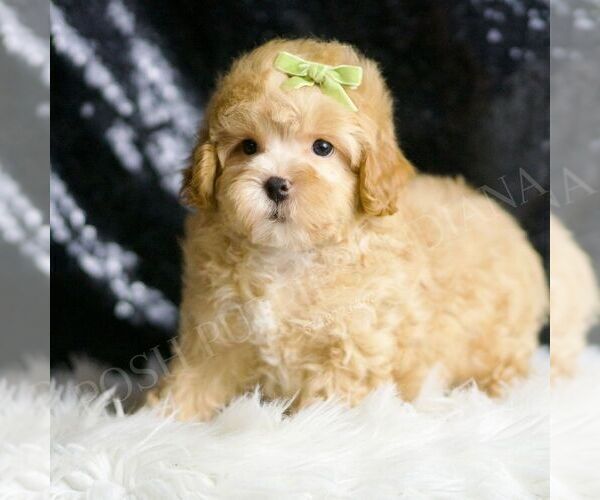 Medium Photo #48 Maltipoo (Miniature) Puppy For Sale in WARSAW, IN, USA