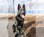 Small Photo #1 German Shepherd Dog Puppy For Sale in HUDSONVILLE, MI, USA