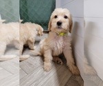 Small #11 Labradoodle