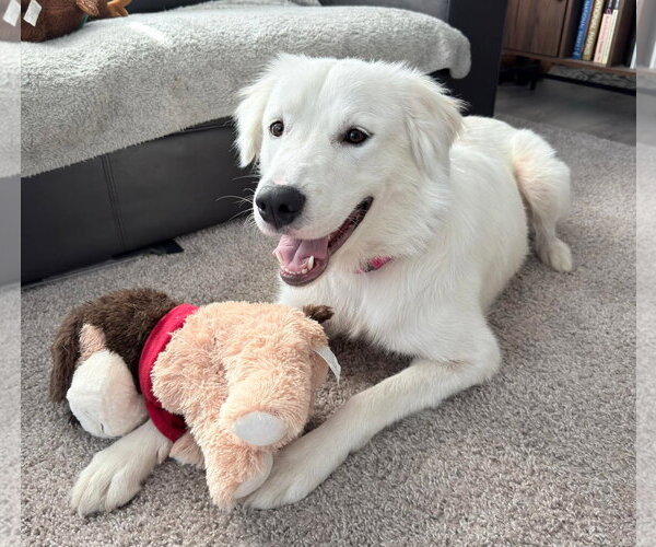 Medium Photo #2 Golden Pyrenees Puppy For Sale in Minneapolis, MN, USA