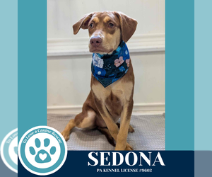 Labrador Retriever-Unknown Mix Dogs for adoption in Kimberton, PA, USA