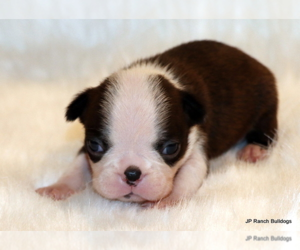 Medium Photo #5 Boston Terrier Puppy For Sale in WINNSBORO, TX, USA