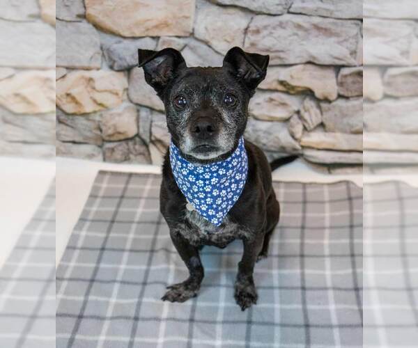 Medium Photo #8 Mutt Puppy For Sale in Kennesaw, GA, USA