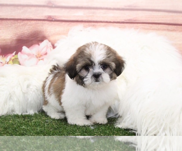 Medium Photo #2 Shih Tzu Puppy For Sale in MARIETTA, GA, USA
