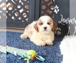 Small #3 Poochon