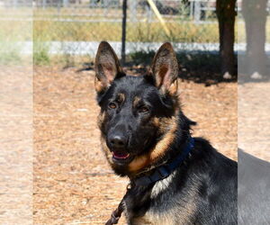 German Shepherd Dog Dogs for adoption in San Diego, CA, USA
