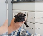 Small Photo #2 French Bulldog Puppy For Sale in CLYDE, MI, USA