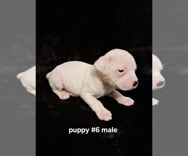 Medium Photo #8 American Bulldog Puppy For Sale in INDEPENDENCE, MO, USA