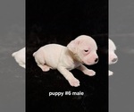 Small Photo #8 American Bulldog Puppy For Sale in INDEPENDENCE, MO, USA