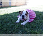 Small Photo #12 Bulldog Puppy For Sale in GLENDALE, AZ, USA