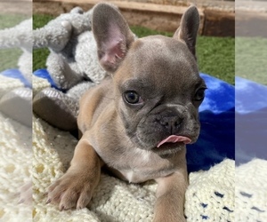 French Bulldog Puppy for sale in COLORADO SPRINGS, CO, USA