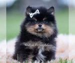 Puppy Chewbarka Pomeranian