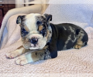 Bulldog Puppy for sale in HINTON, IA, USA