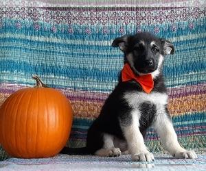 German Shepherd Dog Puppy for sale in LANCASTER, PA, USA