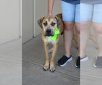 Small Mastiff Mix