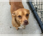 Small Dachshund Mix