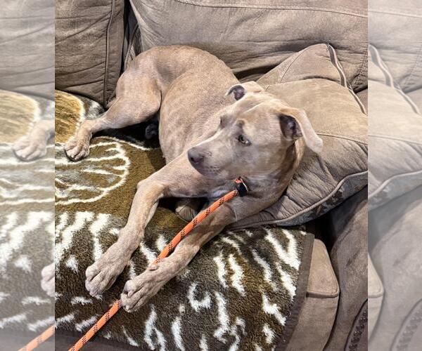 Medium Photo #3 American Pit Bull Terrier-Unknown Mix Puppy For Sale in Incline Village, NV, USA