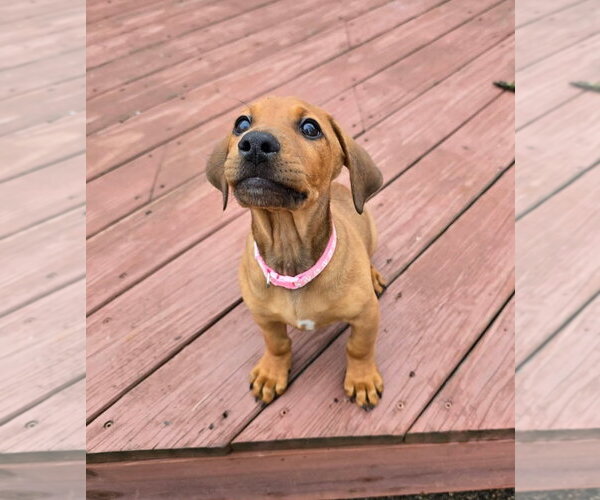 Medium Photo #8 Dachshund-Doberman Pinscher Mix Puppy For Sale in Buffalo, MN, USA