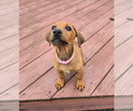 Small #7 Dachshund-Doberman Pinscher Mix