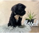 Small #6 YorkiePoo