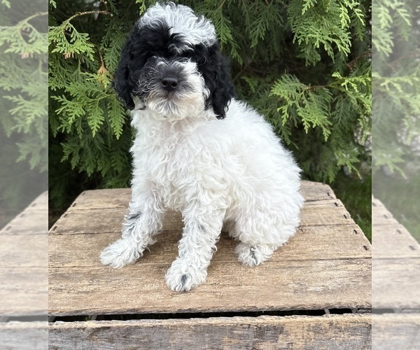 Medium Photo #2 Poodle (Miniature) Puppy For Sale in MIDDLEBURY, IN, USA
