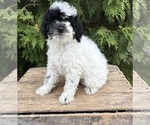 Small #1 Poodle (Miniature)