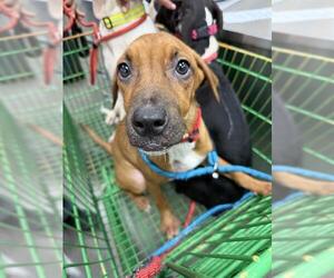 Pointer Dogs for adoption in Forestville, MD, USA