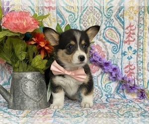 Pembroke Welsh Corgi Puppy for sale in LANCASTER, PA, USA