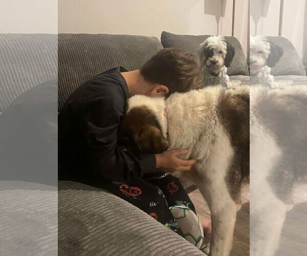 Medium Photo #4 Mutt Puppy For Sale in Gulfport, MI, USA