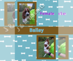 Puppy Bailey Basset Hound